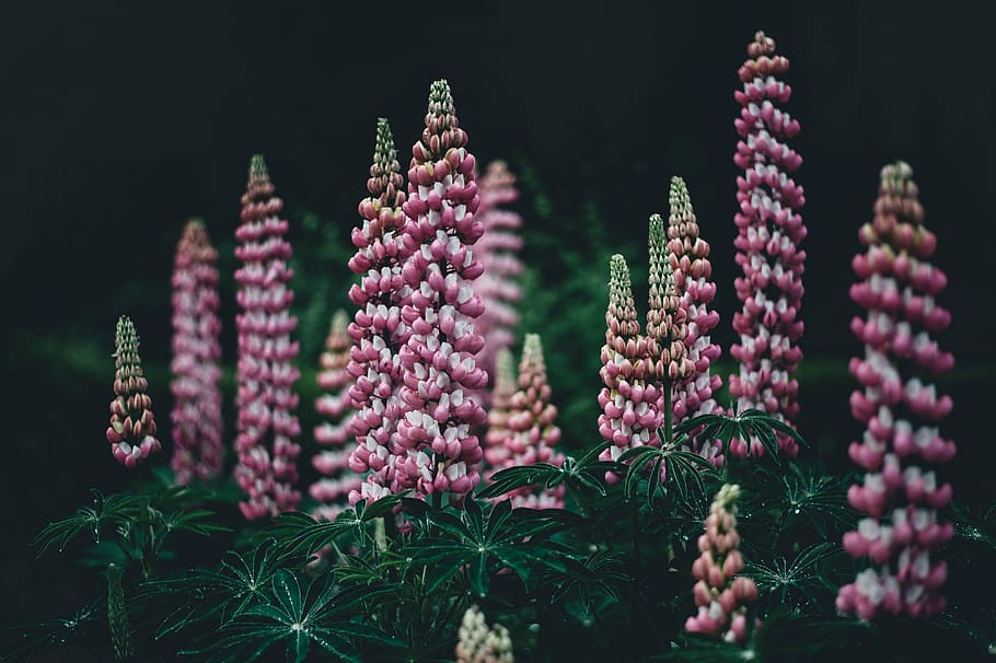 pink lupine flowers in bloom, photo, purple, cone, shaped, plant, HD wallpaper
