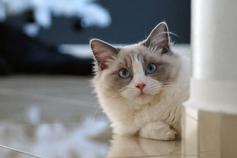 white and brown cat lying on floor, ragdoll, kitten, domestic HD wallpaper