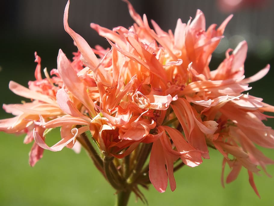 flower, nature, rosa, spring, plants, wild, wild flowers, petal HD wallpaper