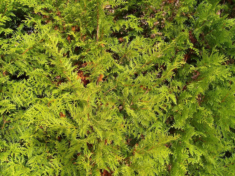texture, cornifer, green, spruce, conifer, trees, plants, flora HD wallpaper