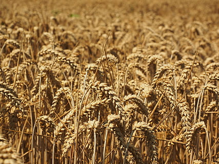 wheat, spike, cereals, grain, field, wheat field, cornfield HD wallpaper