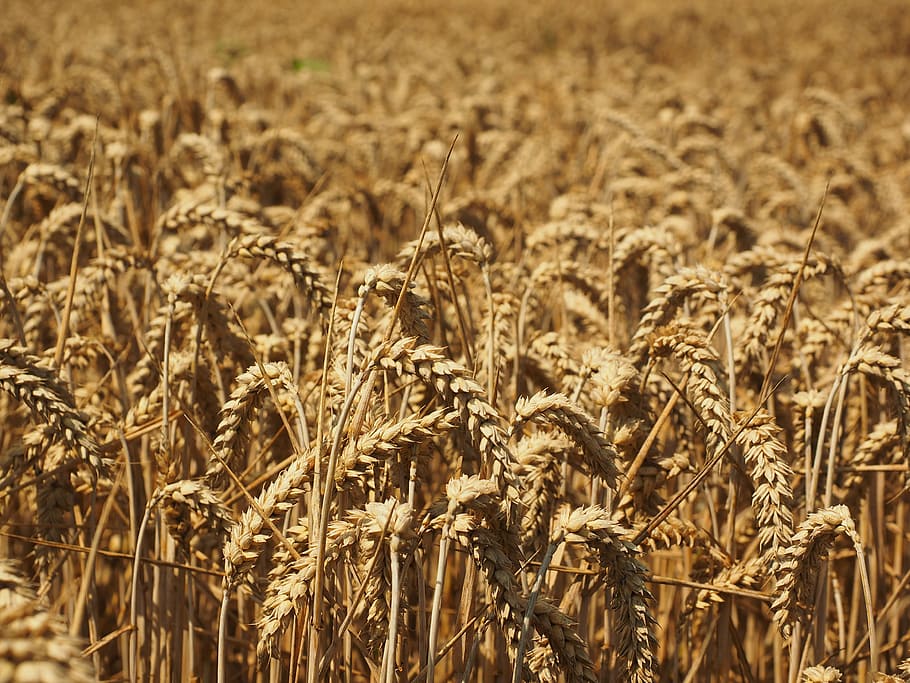 wheat, spike, cereals, grain, field, wheat field, cornfield HD wallpaper