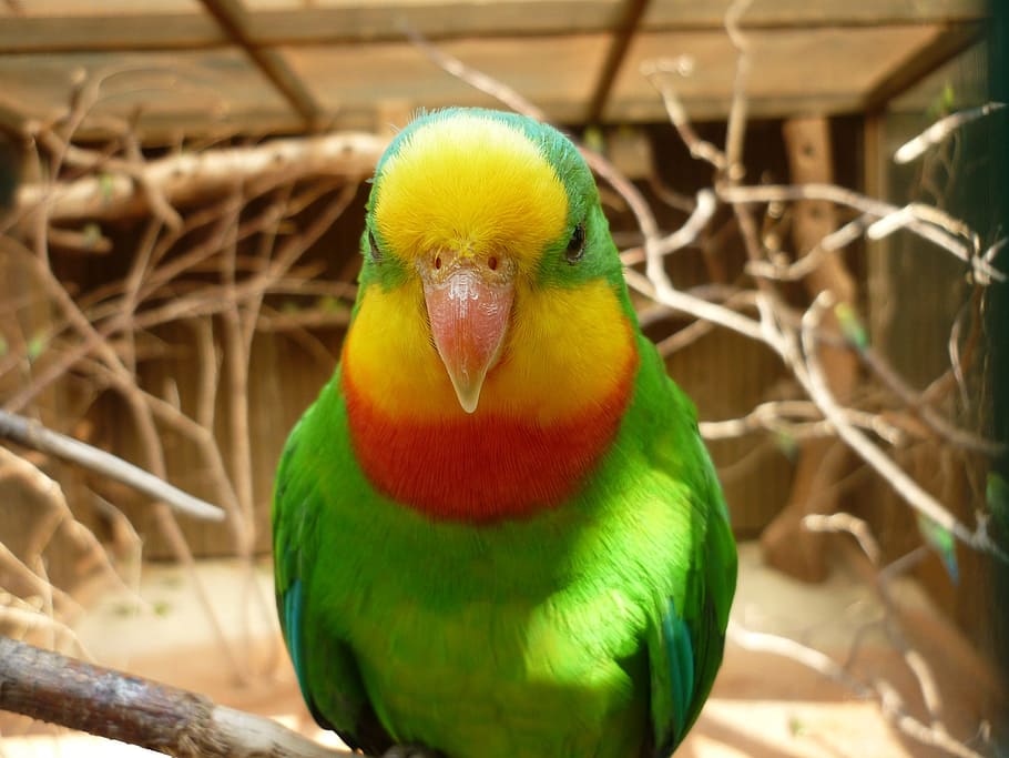 Parrot, Bird, Animal, Captivity, Animals, birds, color, top, HD wallpaper