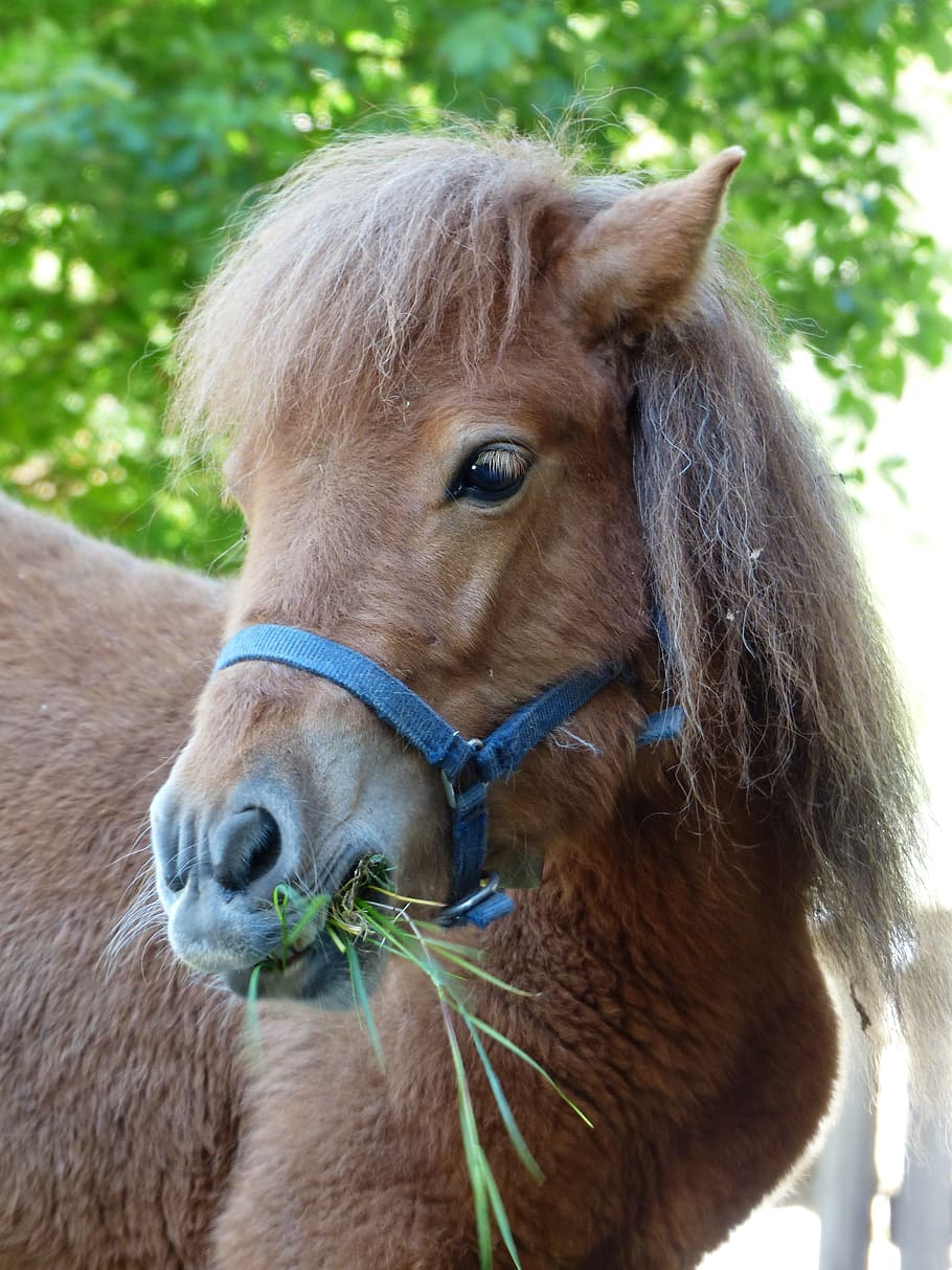 pony, eat, grass, shetland pony, horse, animal, fur, wuschelig