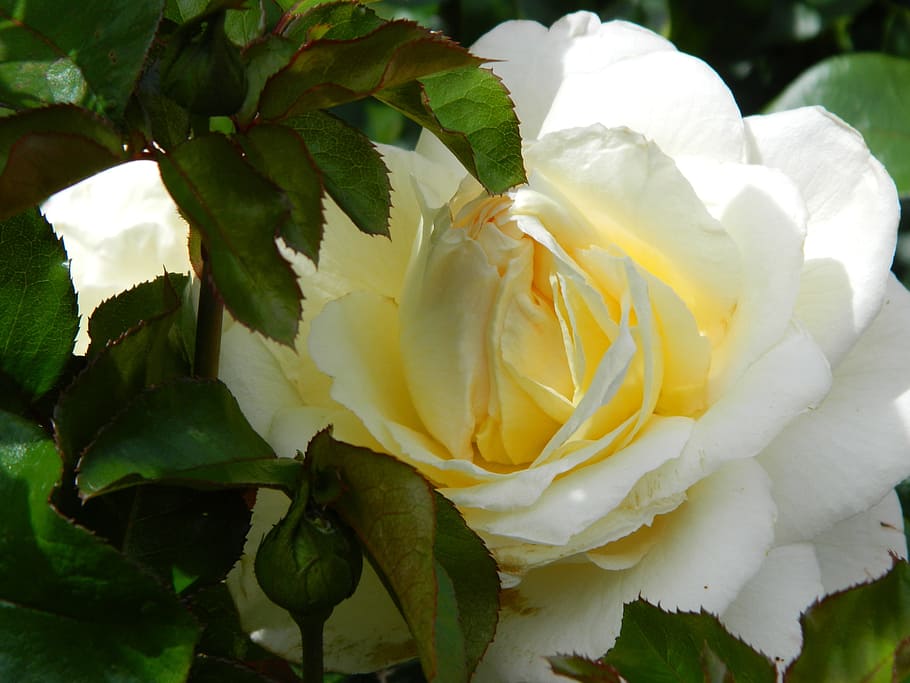 yellow, rose, flower, petal, beauty in nature, flowering plant HD wallpaper
