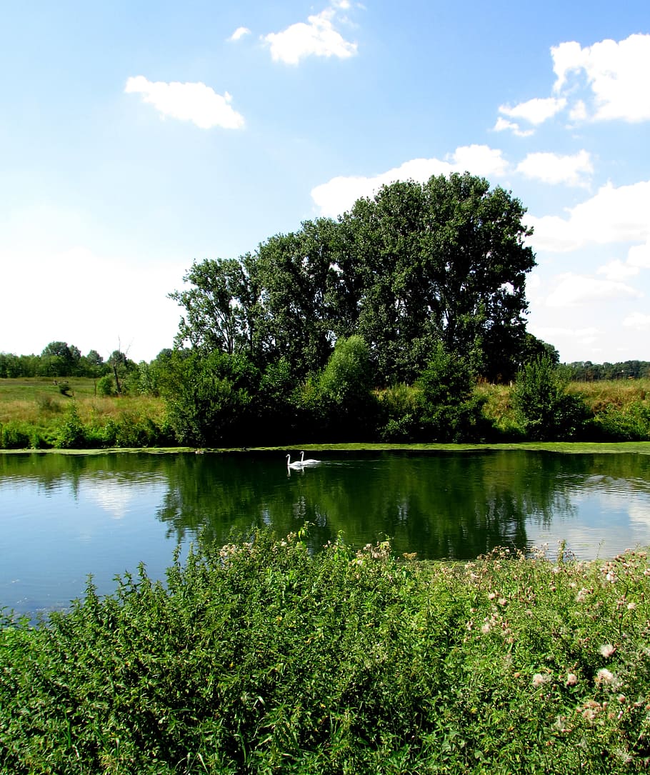 Landscape, Nature, Tree, Swans, River, reflection, lake, sky HD wallpaper