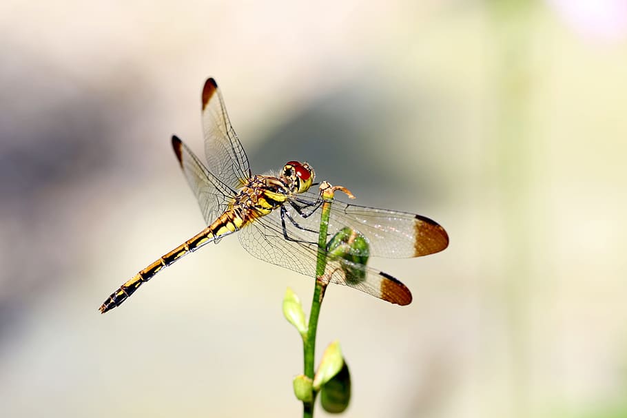 selective focus photography of yellow dragonfly, Nature, Forest HD wallpaper