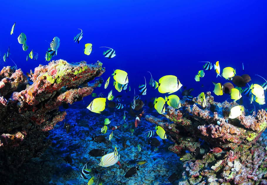school of green fish under water, coral reef, deep reef, ocean HD wallpaper