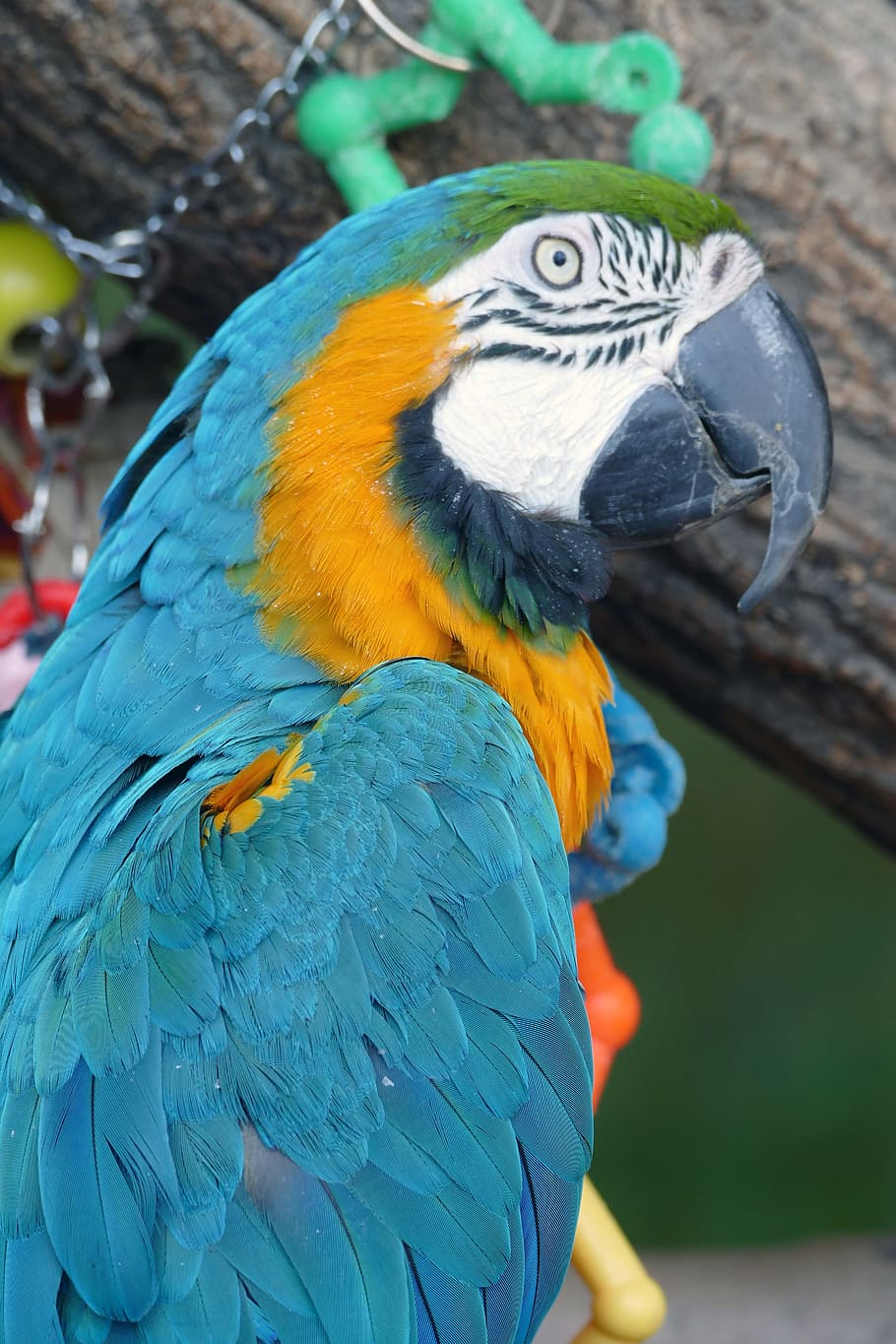 parrot, bird, macaw, feather, tropical, beak, wildlife, animal HD wallpaper