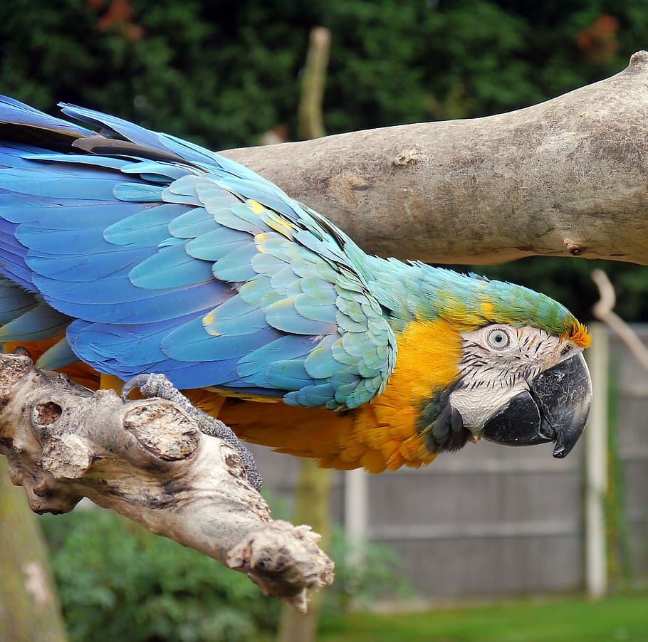 Macaw, Parrot, Bird, Fly, Wings, Feather, wildlife, beak, dom HD wallpaper