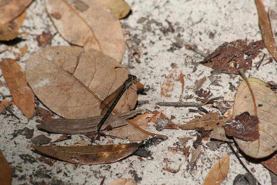 nature, wood, insect, bug, leaf, plant part, dry, no people HD wallpaper