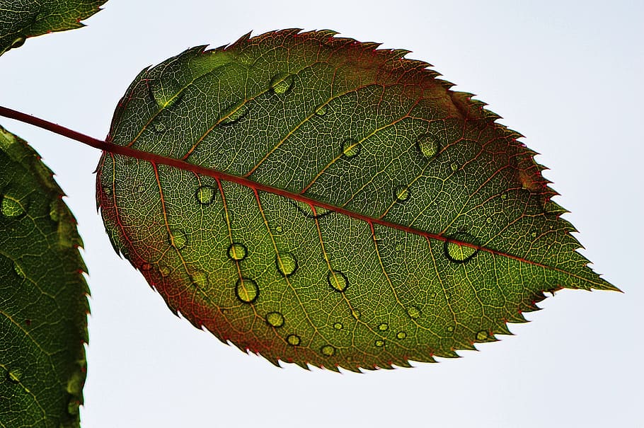 nature, plant, leaf, leaves, macro, raindrop, rose leaf, waterdrops HD wallpaper