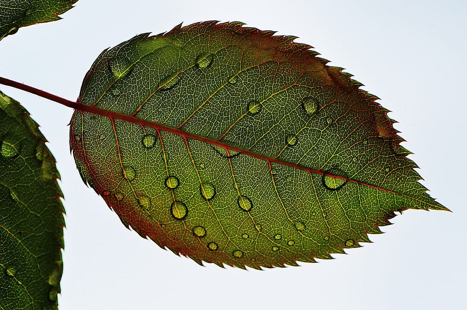 dews on green leaf, rosenblatt, wasserperlen wet, drip, macro HD wallpaper