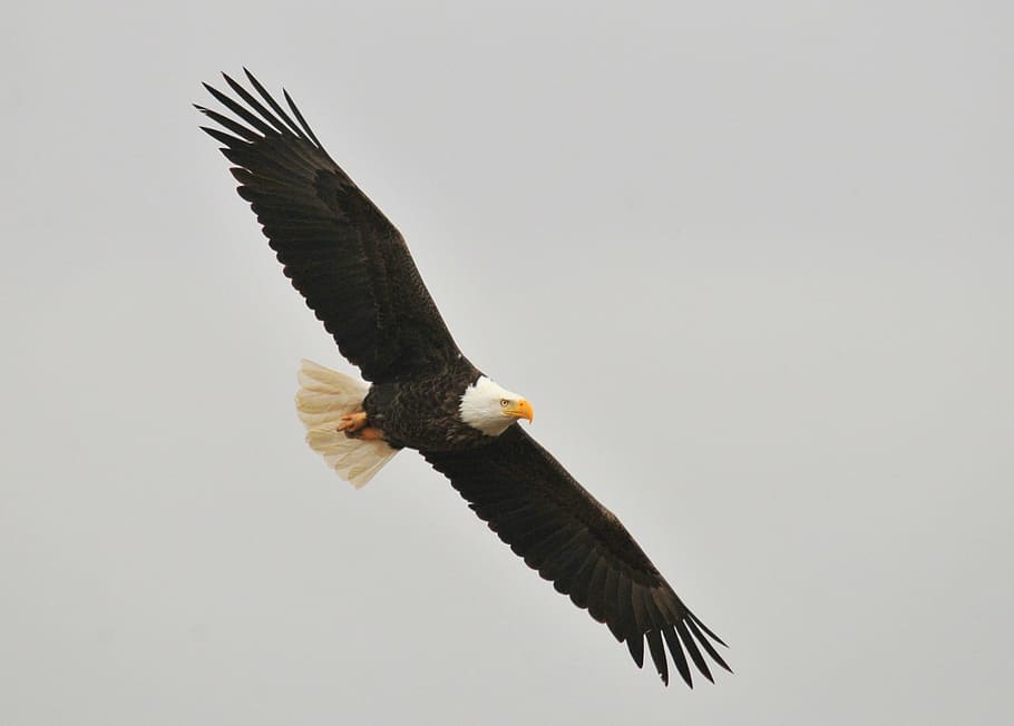 flight of bald eagle, soaring, bird, raptor, flying, wild, wildlife HD wallpaper