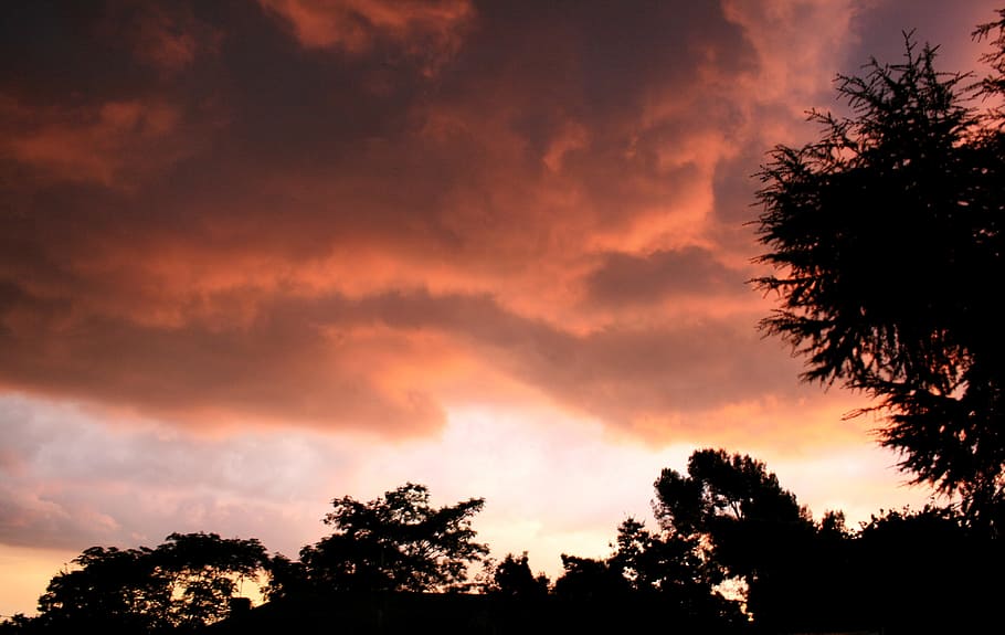 clouds, low, stormy, glowing, light, pechy-pink, blushing, trees HD wallpaper