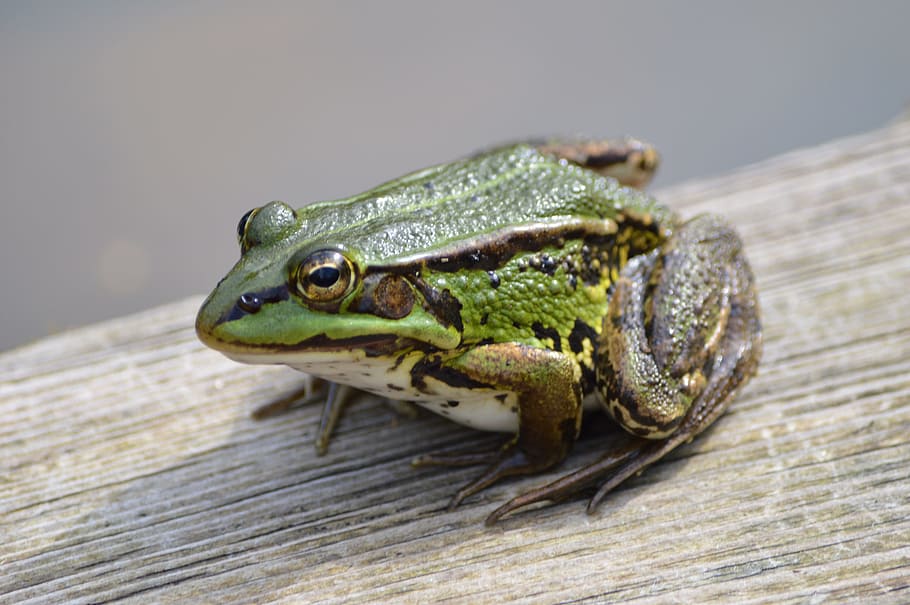 frog, green, animal, animal themes, one animal, animal wildlife HD wallpaper