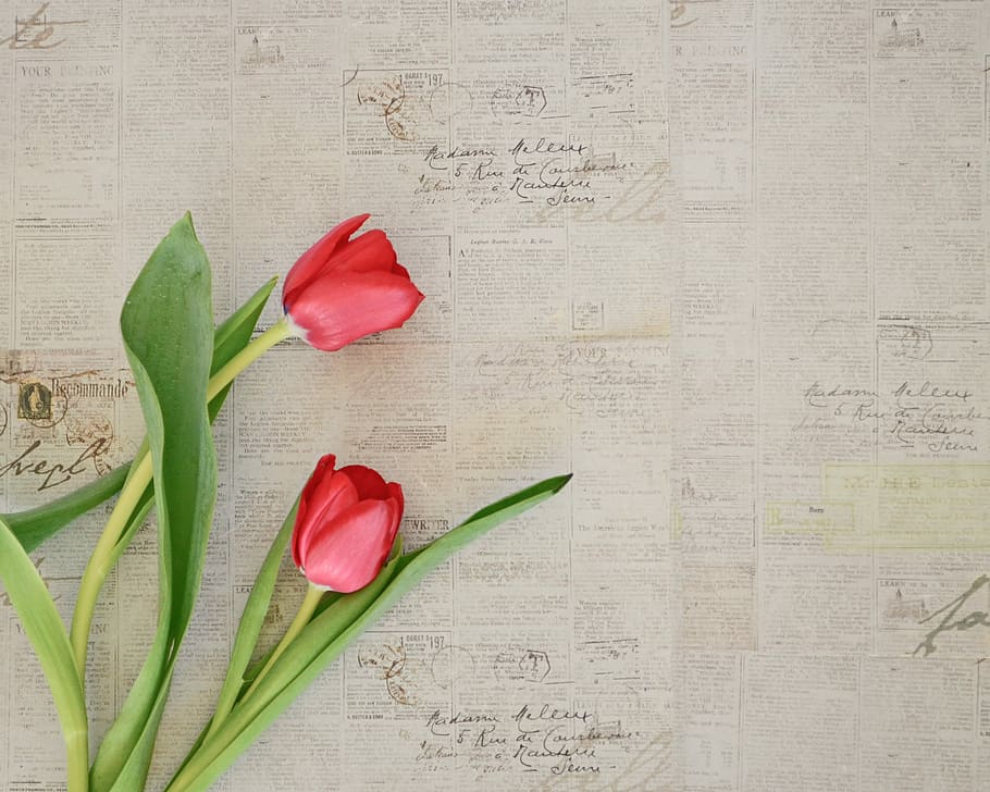 two red tulip flowers, red rose on newspaper pages, stem, pink HD wallpaper