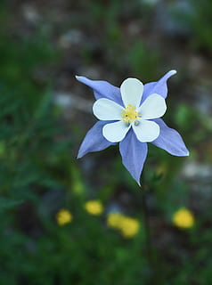 columbine, blue, bloom, flower, nature, colorado, wildflower HD wallpaper