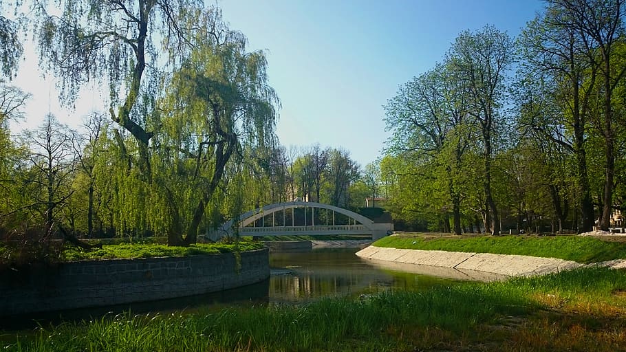 bridge, architecture, river, tree, plant, water, connection HD wallpaper