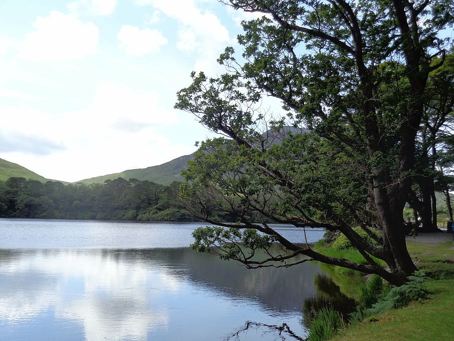 landscape, tree, water, nature, lake, outdoors, scenics, forest HD wallpaper