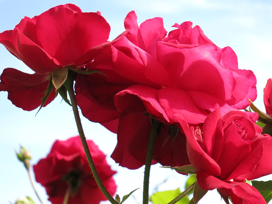 rose, blume, rot, flower, flowering plant, beauty in nature HD wallpaper