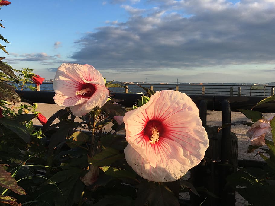 flowers, liberty state park, clouds, flowering plant, freshness HD wallpaper