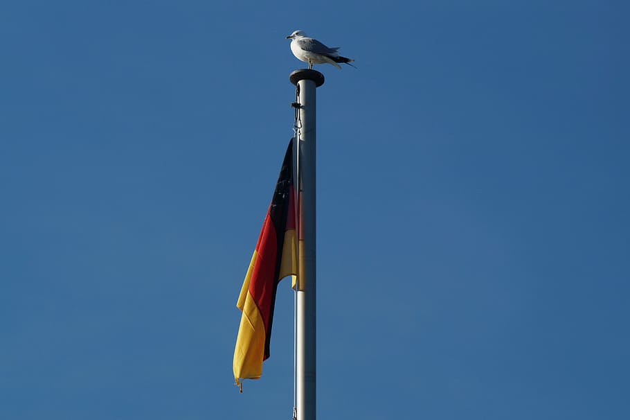 germany, flag, wind, flutter, sky, low angle view, animal, animal themes HD wallpaper