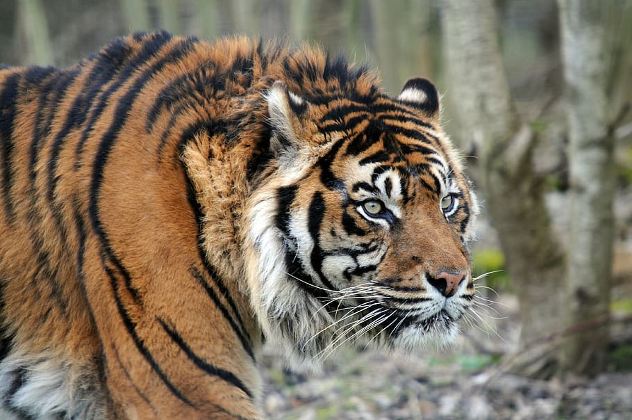 closeup photo of tiger, feline, animal, tabby, wild, look, head