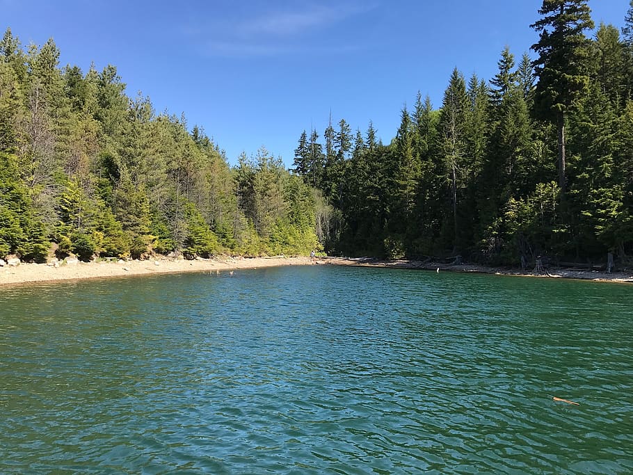 more, forest, trees, green, bay, plant, beauty in nature, water HD wallpaper