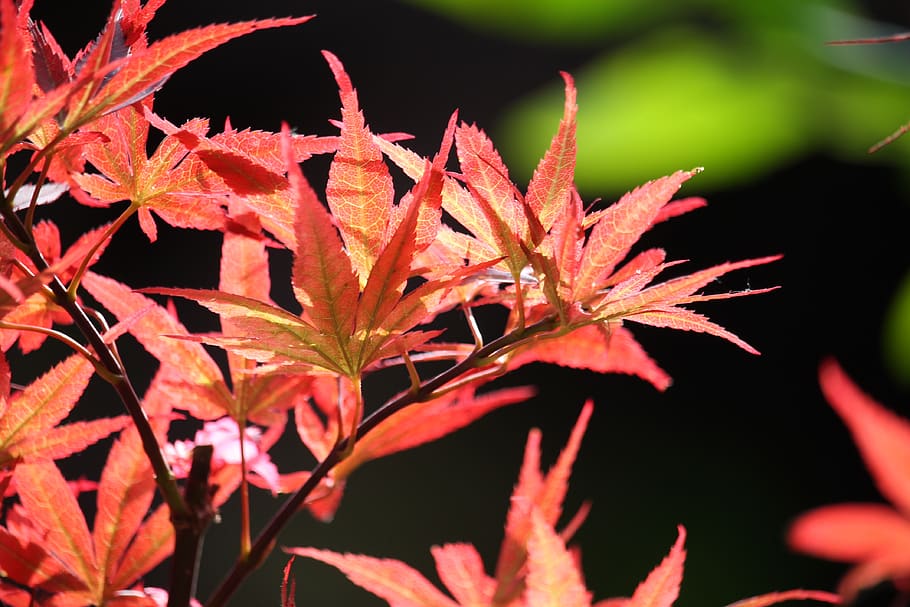 maple, summer, red leaves, back lighting, plant, plant part HD wallpaper