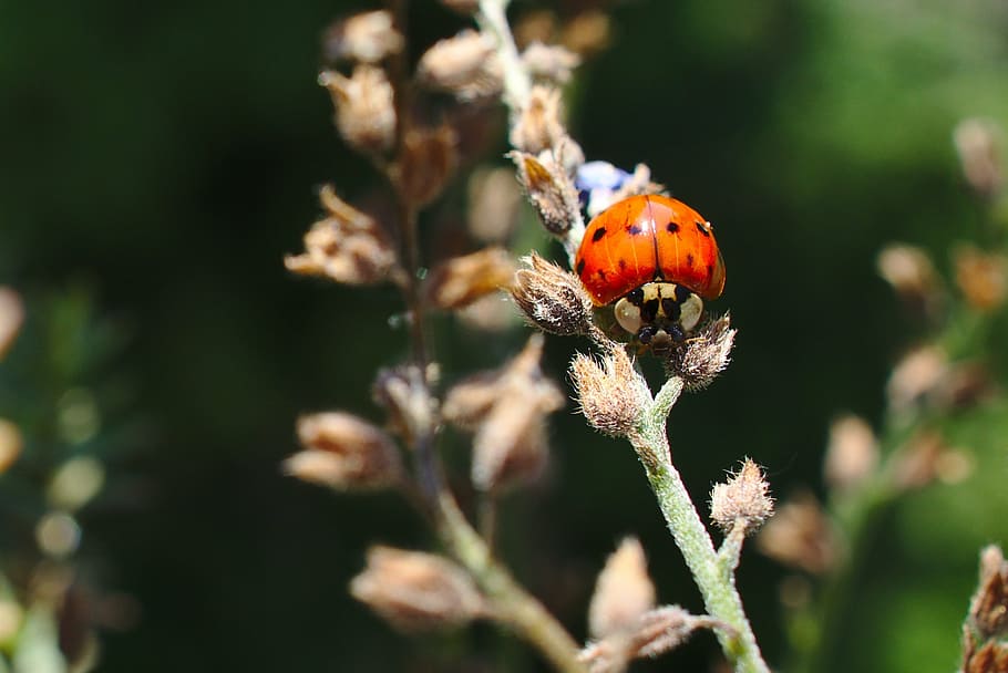 ladybug, wildlife, animal, summer, plant, animal wildlife, invertebrate HD wallpaper