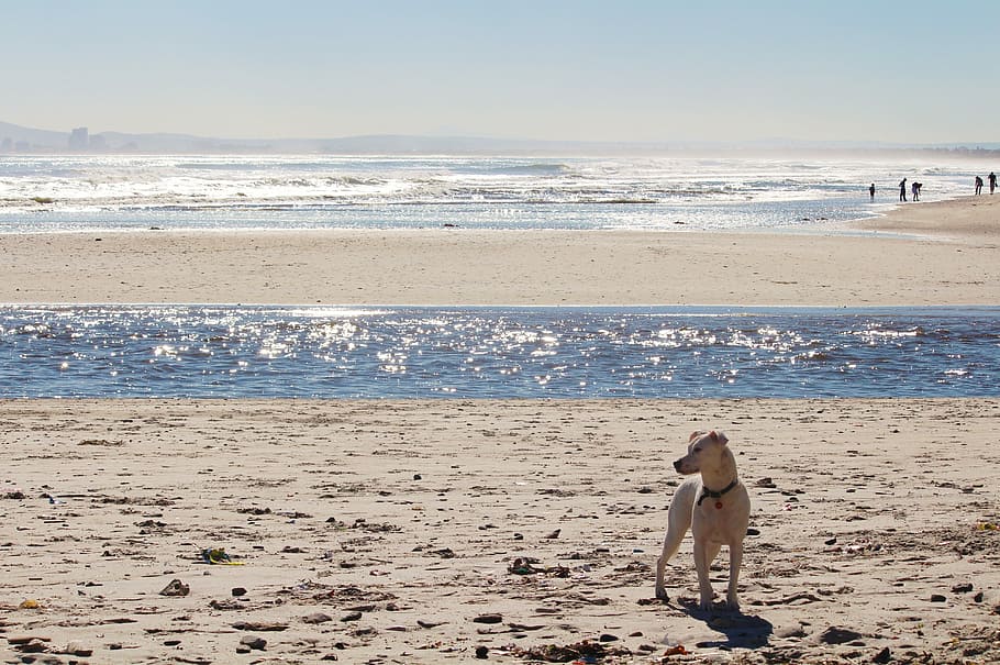 Beach, Sea, Surf, Dog, Wave, Water, Sand, mirroring, back light HD wallpaper