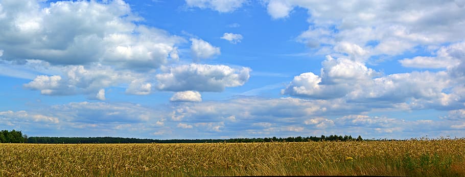 green grass filed under mid-cloudy skyu, Clouds, Panorama, Cereals HD wallpaper