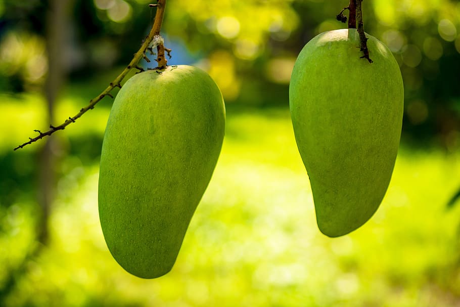 two unriped mangoes in closeup shot, mango tree, fruits, green mango HD wallpaper