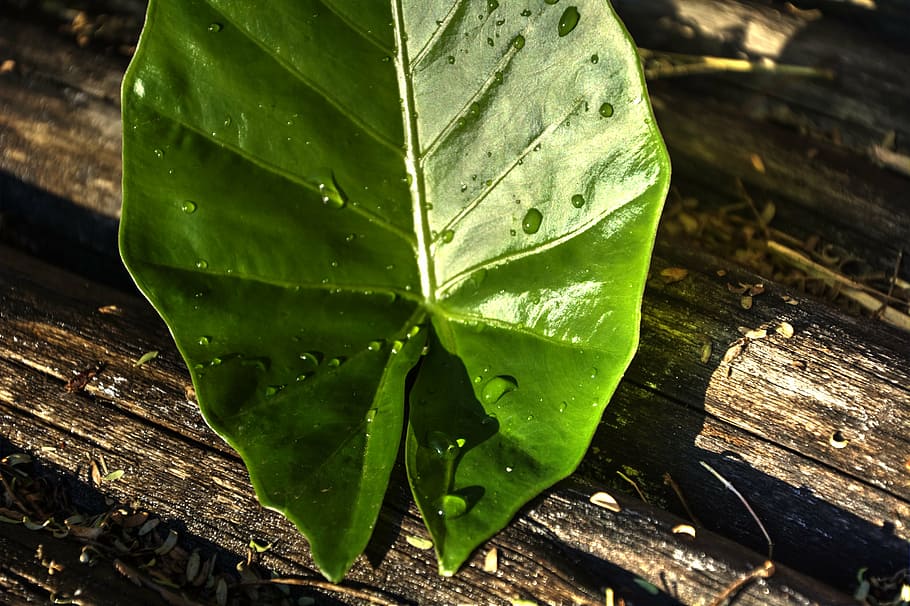 leaf, green, lines, wood, garden, green color, plant part, nature HD wallpaper