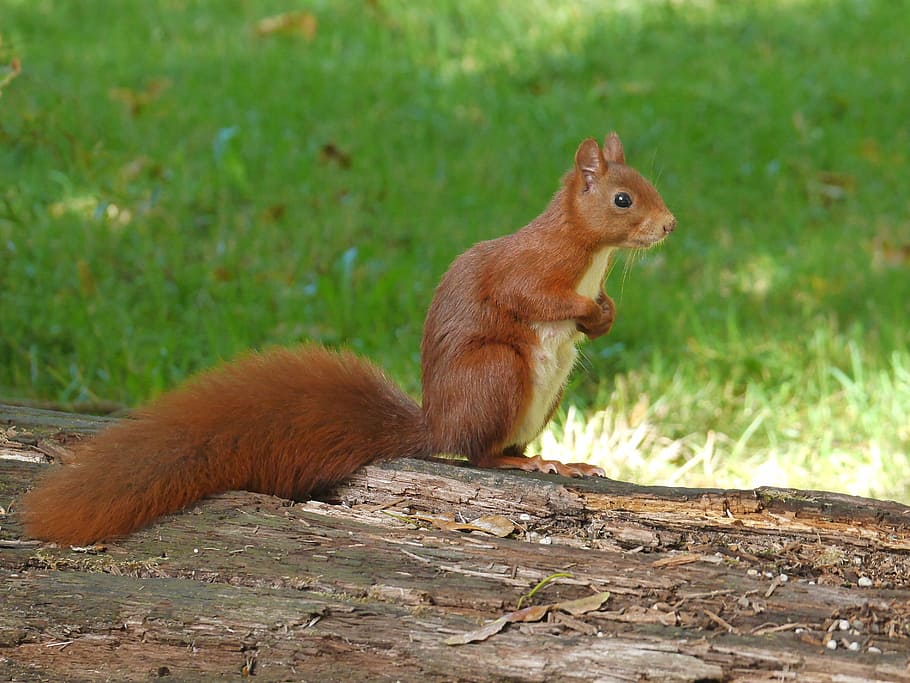 brown squirrel standing on tree bark, animals, nature, rodent HD wallpaper