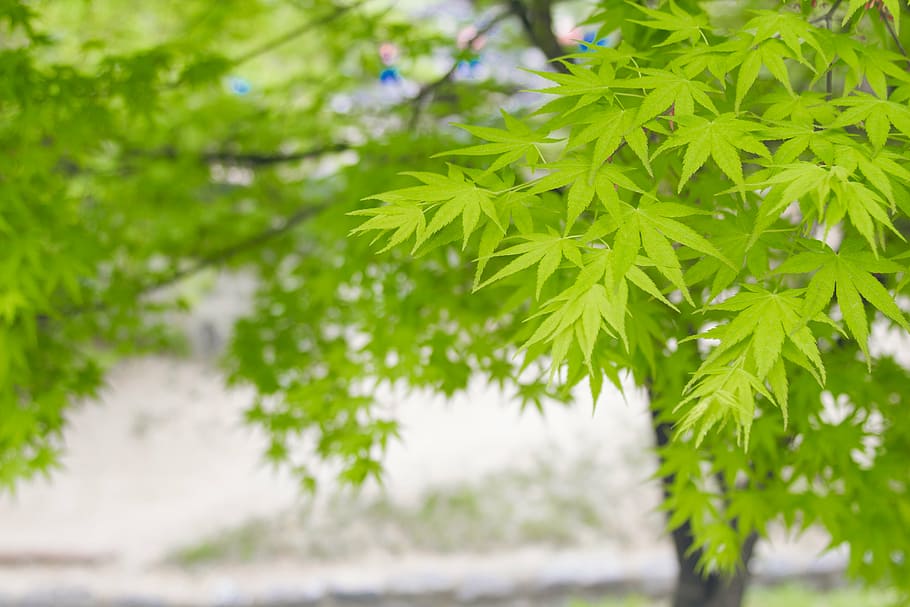 spring, leaf, green leaf, maple, summer, plant, green color HD wallpaper