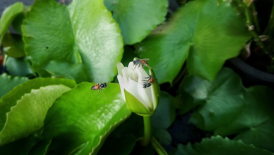 lotus, flower, bee, invertebrate, animal wildlife, insect, animal themes HD wallpaper
