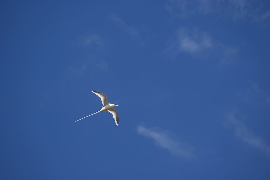 white bird flying, paille-en-queues, endemic, sky, blue, nature, HD wallpaper