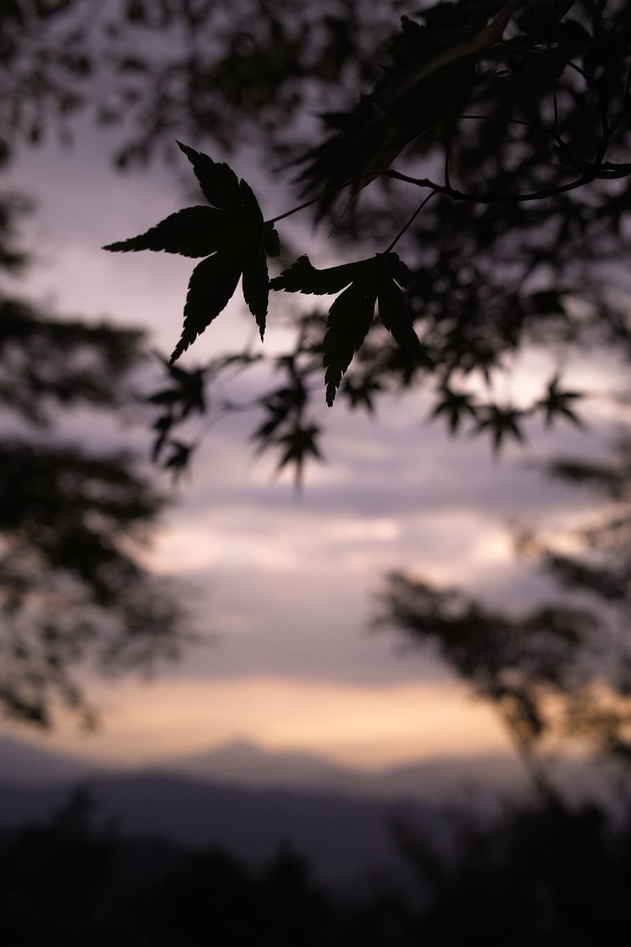 silhouette photography leaf, tilt shift photography of tree leaf HD wallpaper