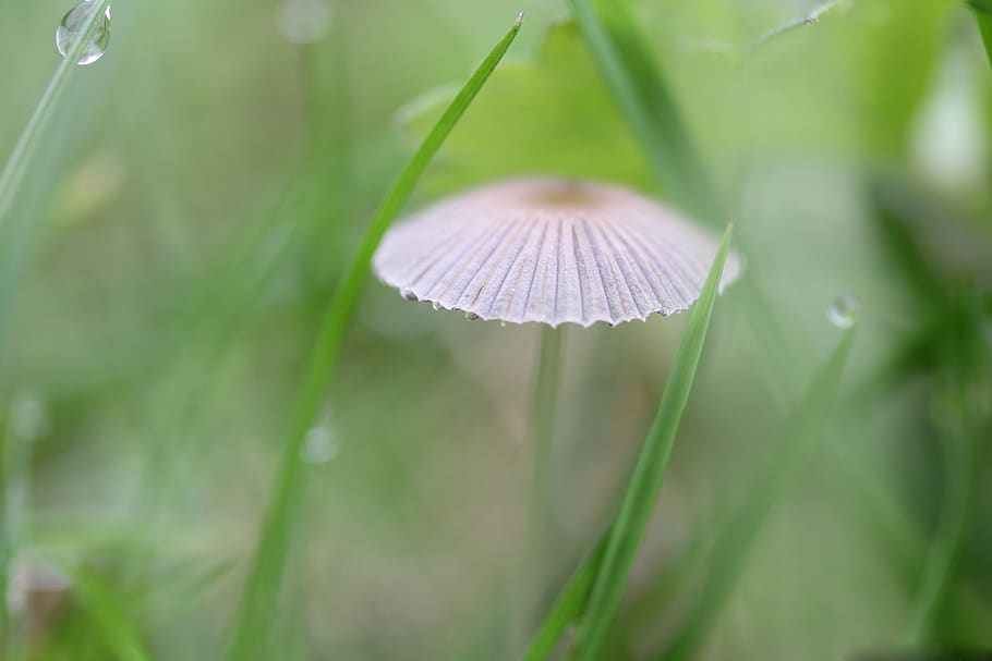 fungus, dew, grass, hat, freshness, drop, macro, green, dew drop HD wallpaper