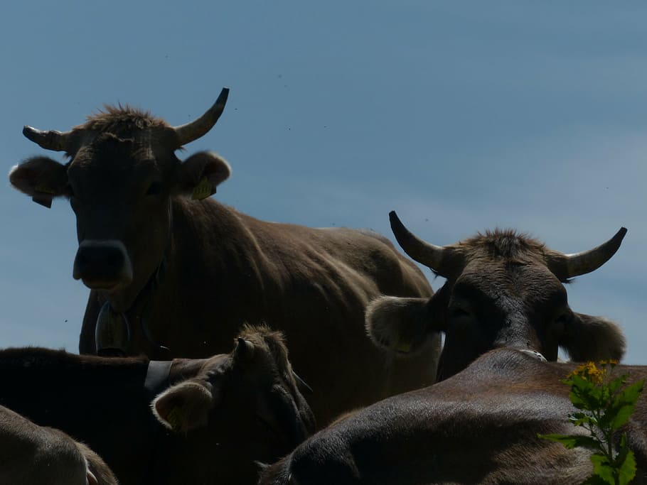 cows, horns, back light, rest, break, mosquitoes, alm, alpine meadow HD wallpaper