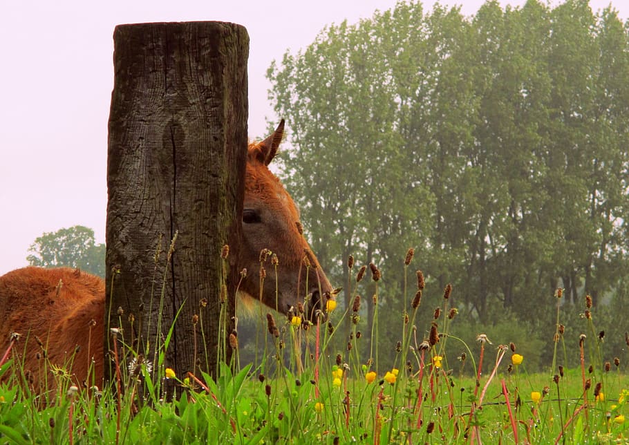 foal, field, nature, wood, sun, green, flowers, trees, horse, HD wallpaper