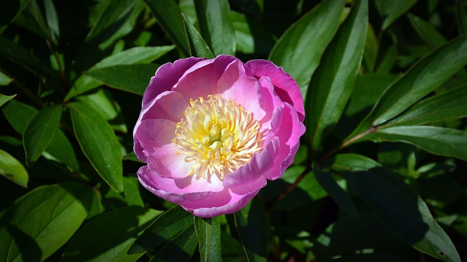 Blossom, Bloom, Flower, Spring, Plant, close, purple flower HD wallpaper