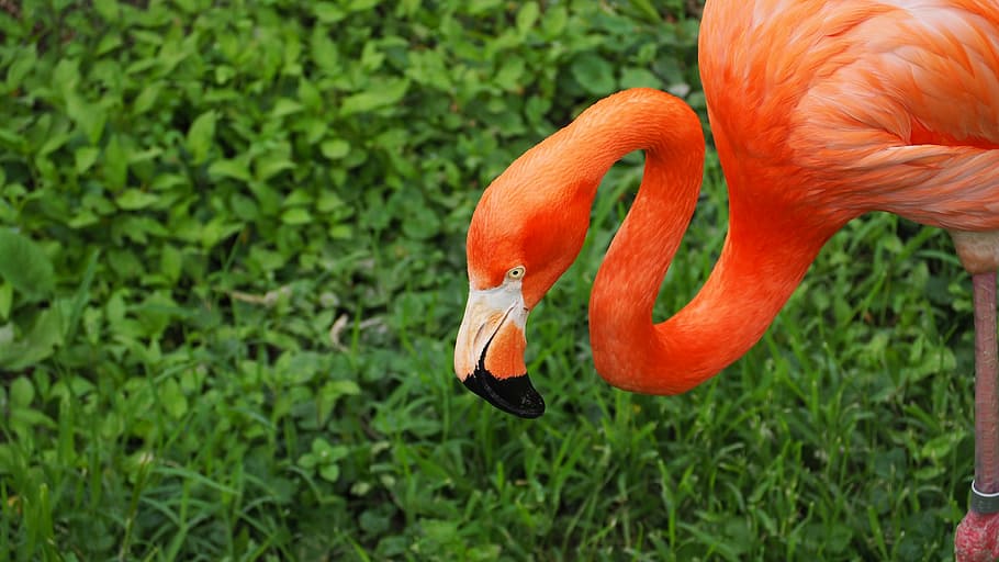 flamingo, bird, pink, wild, wildlife, animal, exotic, beak HD wallpaper