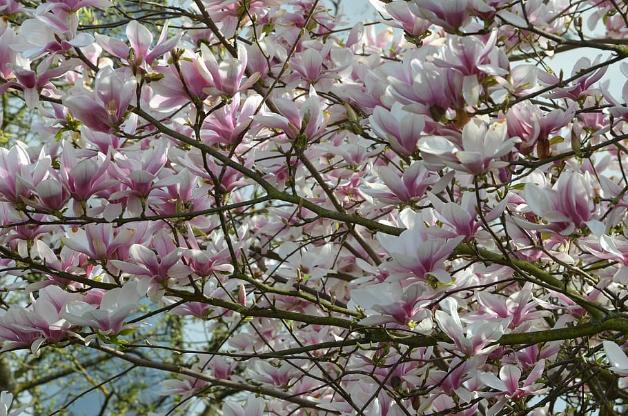 Magnolia, Tree, Tree, Spring, Blossom, Bloom, magnolia leaves HD wallpaper