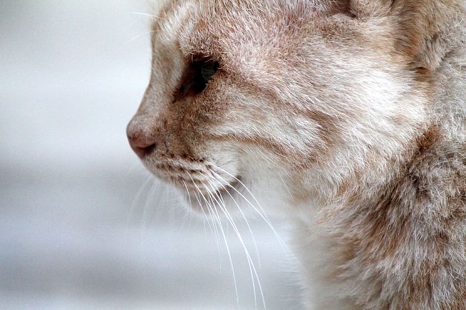 Cat, Face, Profile, Mustache, Eyes, muzzle, hair, one animal HD wallpaper