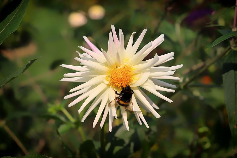 bumblebee, insect, pollination, dalia, nectar, flower, flowering plant HD wallpaper