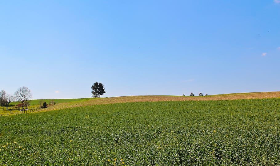 landscape, nature, field, grass, sky, agriculture, plant, environment HD wallpaper