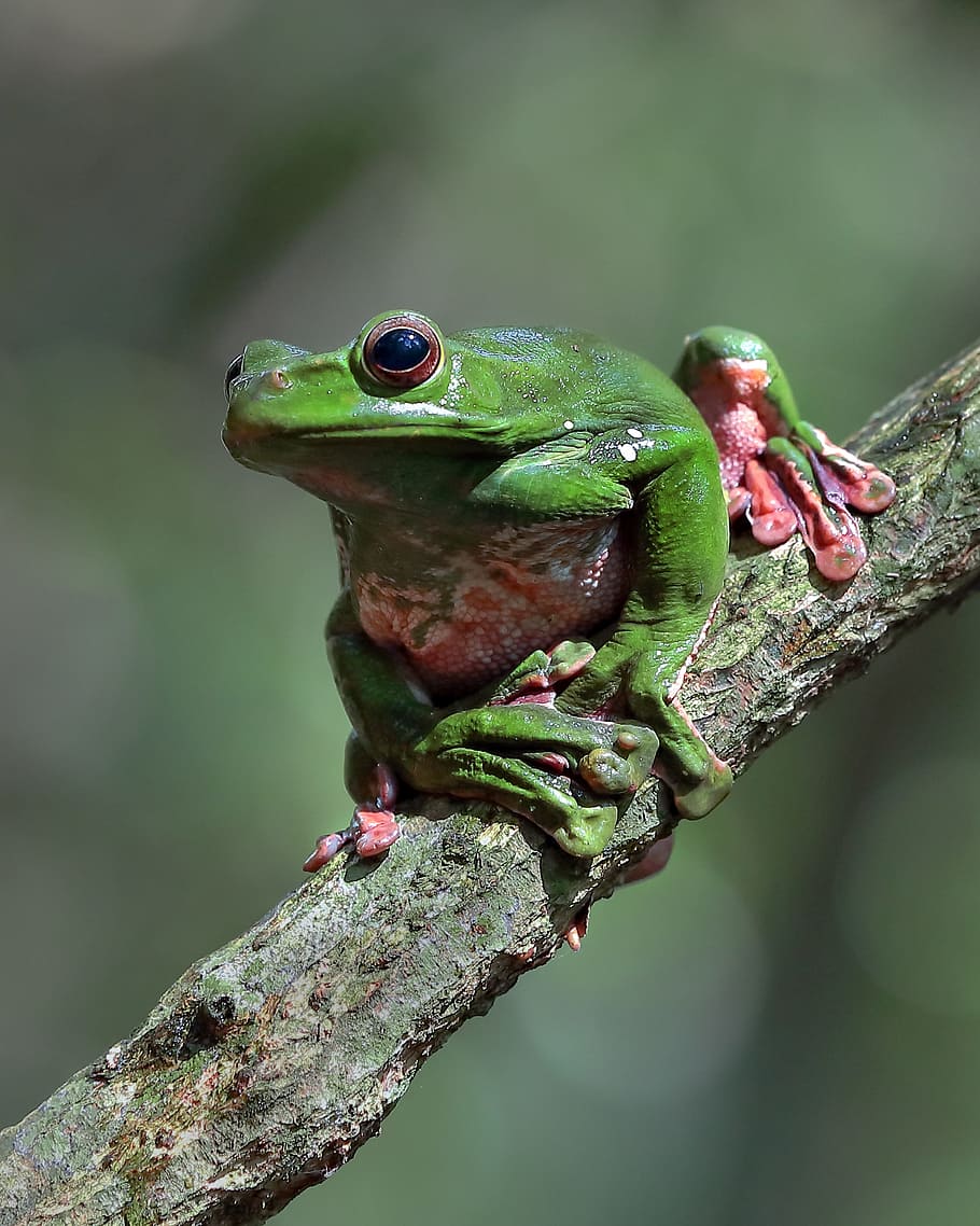 wildlife, green frog, ninh binh vietnam, animals in the wild
